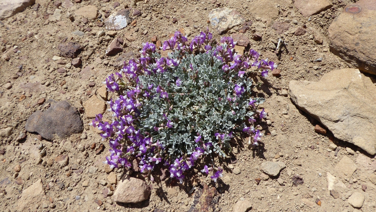 Short’s Milkvetch – Astragalus Shortianus