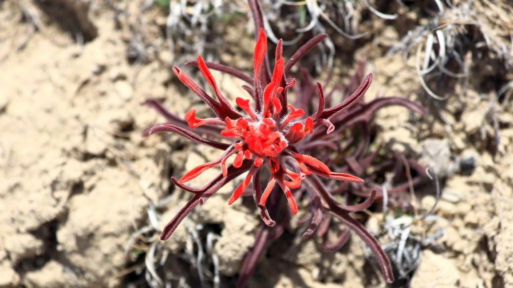 Desert Paintbrush - Castilleja Chromosa