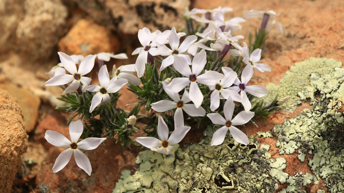 Spreading Phlox – Phlox Stolonifera