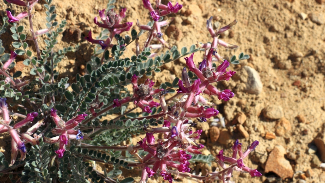 Woolly Locoweed - Astragalus Mollissimus