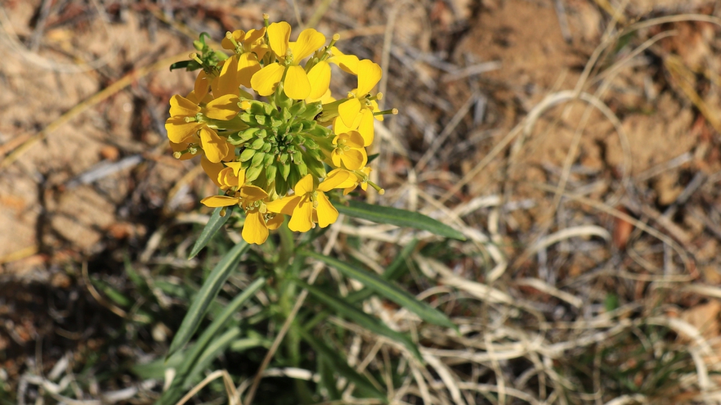 Western Wallflower - Erysimum Asperum