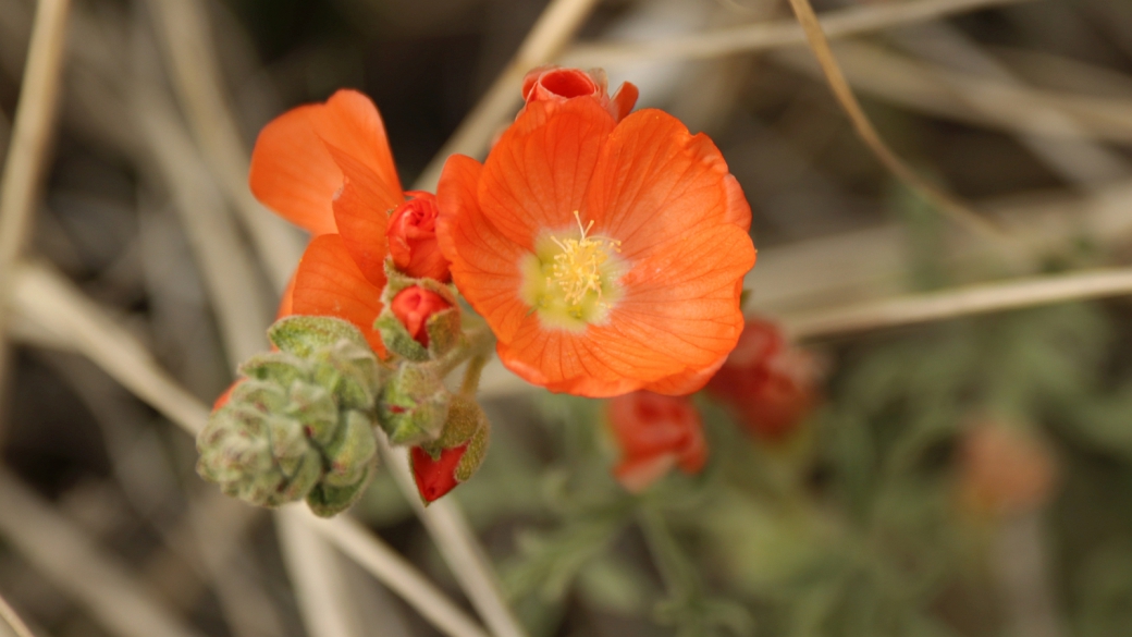 Scarlet Globemallow – Sphaeralcea Coccinea