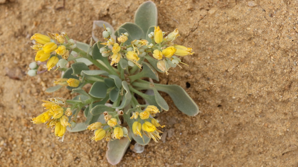 Newberry’s Twinpod – Physaria Newberry