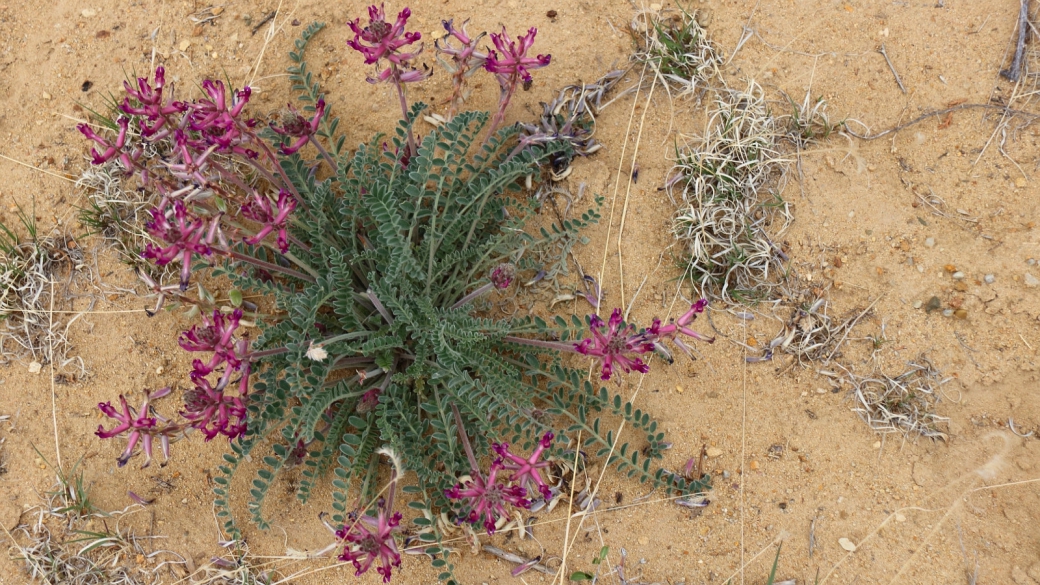 Woolly Locoweed - Astragalus Mollissimus