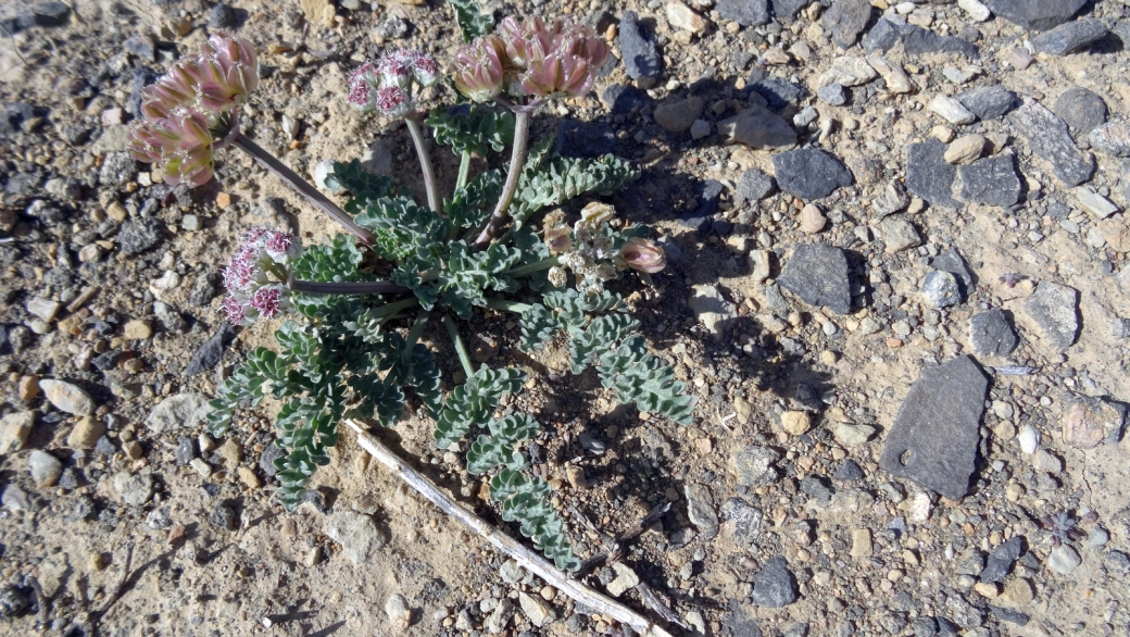 Spring Parsley - Cymopterus Purpurascens