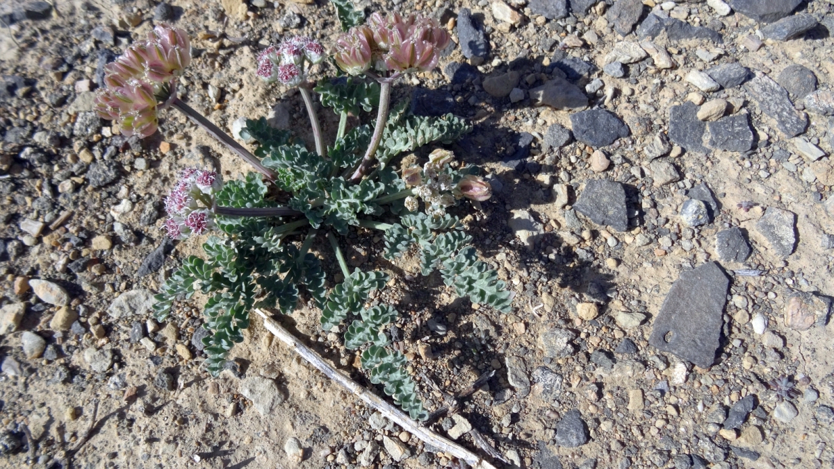 Spring Parsley – Cymopterus Purpurascens