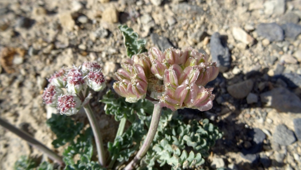 Spring Parsley - Cymopterus Purpurascens