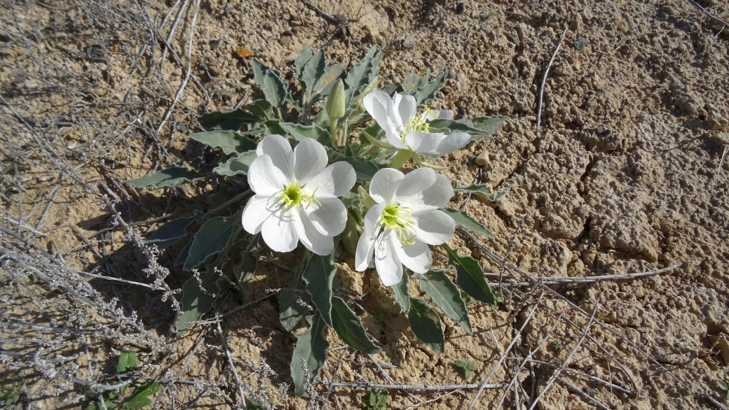 Dwarf Evening Primrose - Oenothera Pallida