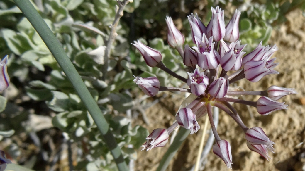 Prairie Wild Onion - Allium Textile