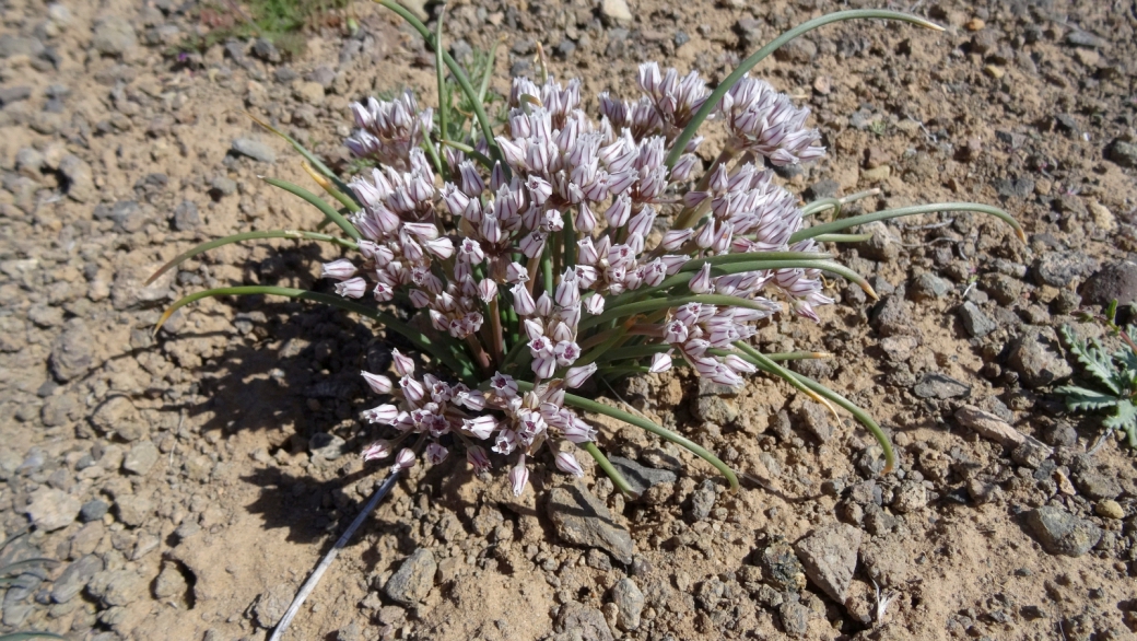 Prairie Wild Onion - Allium Textile