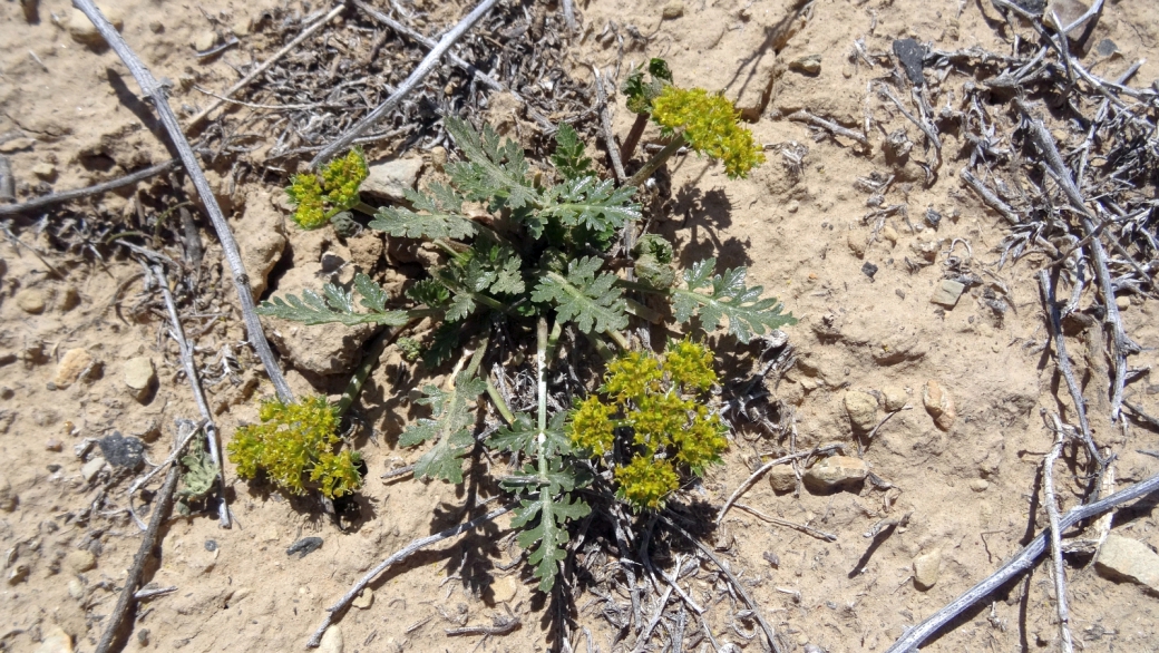 Purple Biscuitroot - Cymopterus Purpureus