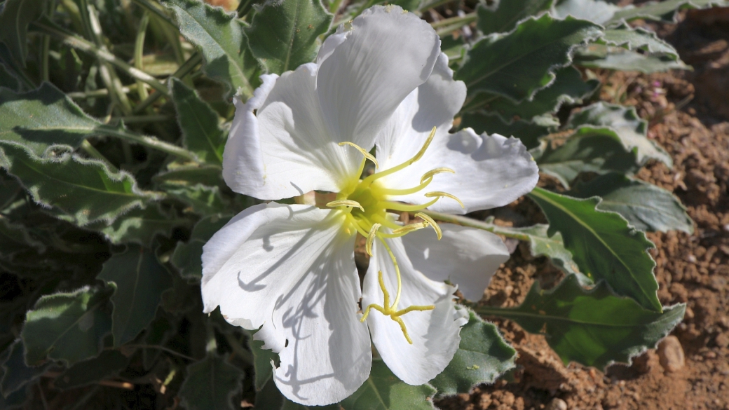 Dwarf Evening Primrose - Oenothera Pallida