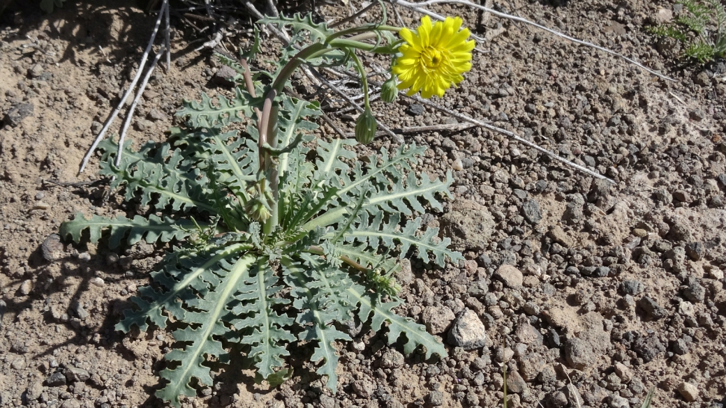 Desert Dandelion - Malacothrix Sonchoides