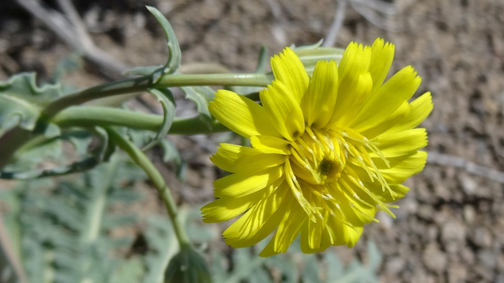 Desert Dandelion - Malacothrix Sonchoides