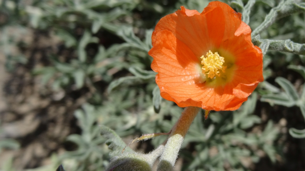 Scarlet Globemallow – Sphaeralcea Coccinea