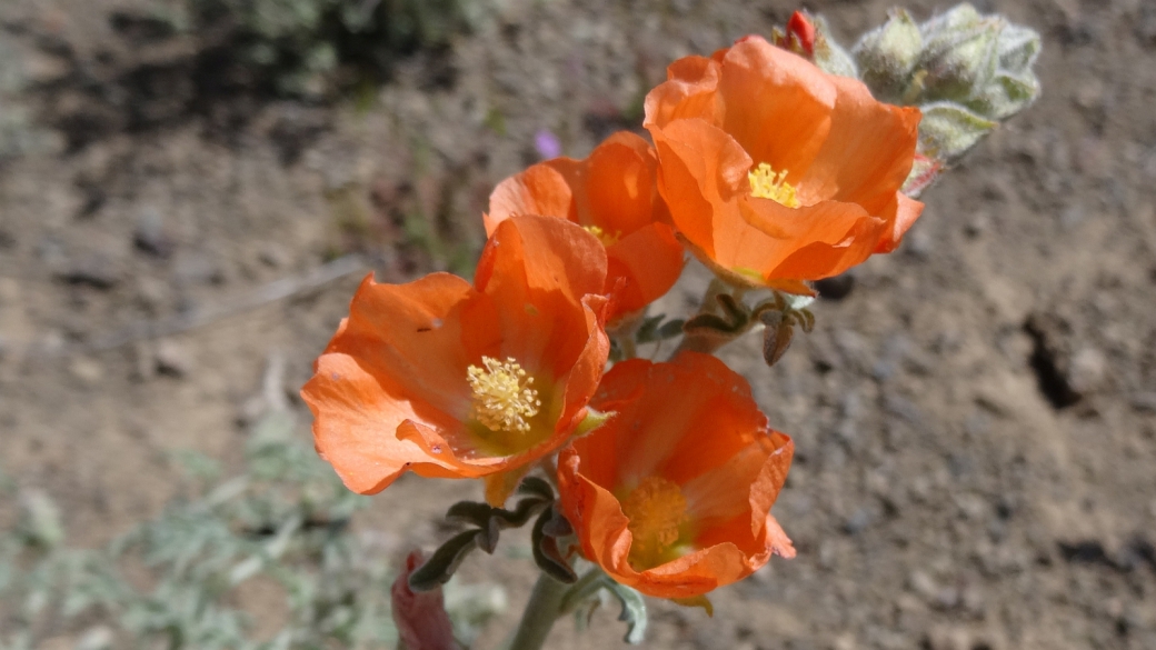 Scarlet Globemallow – Sphaeralcea Coccinea