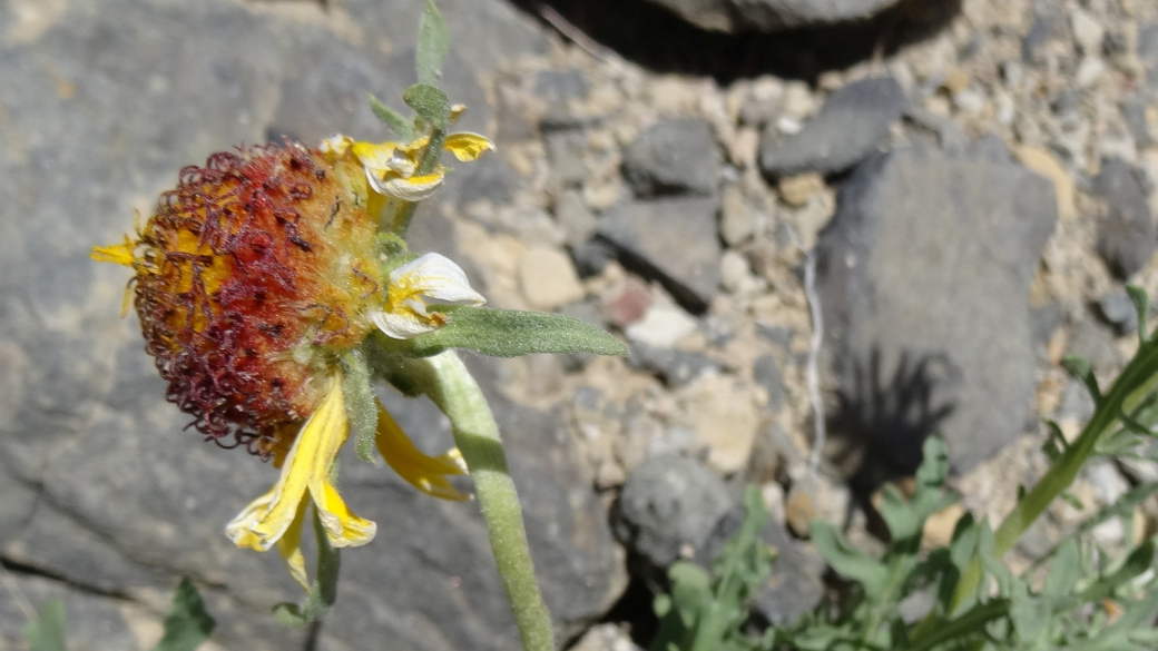 Red Dome Blanket Flower - Gaillardia Pinnatifida