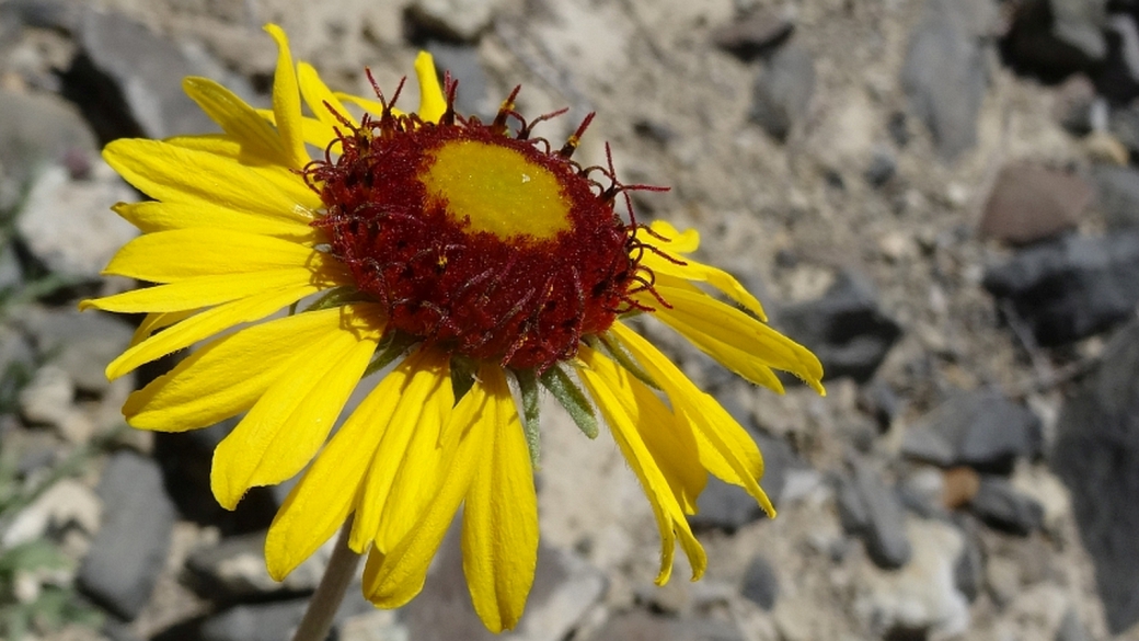 Red Dome Blanket Flower - Gaillardia Pinnatifida