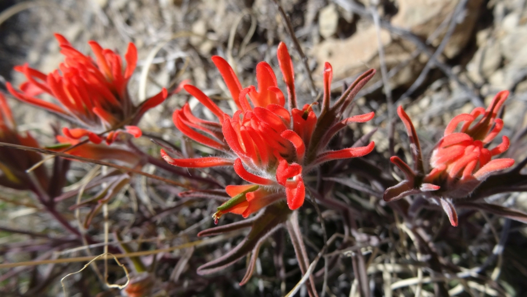 Desert Paintbrush - Castilleja Chromosa