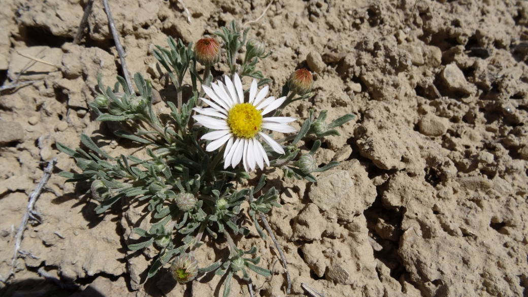 Silvery Townsendia – Townsendia Florifer