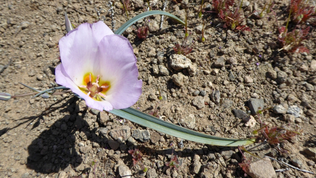 Winding Mariposa Lily - Calochortus flexuosus