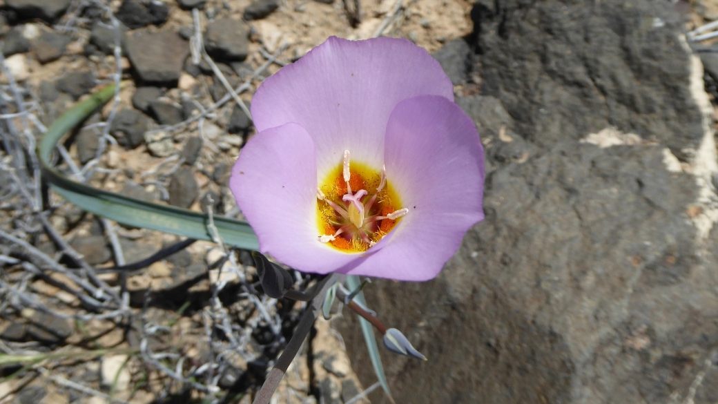 Winding Mariposa Lily - Calochortus flexuosus