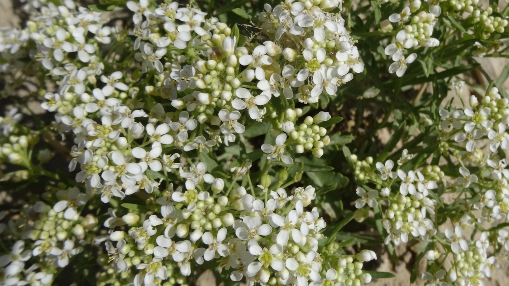 Wild Candytuft - Noccaea Fendleri