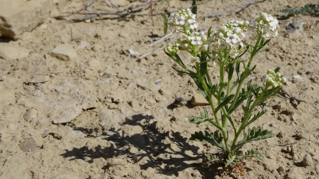 Wild Candytuft - Noccaea Fendleri