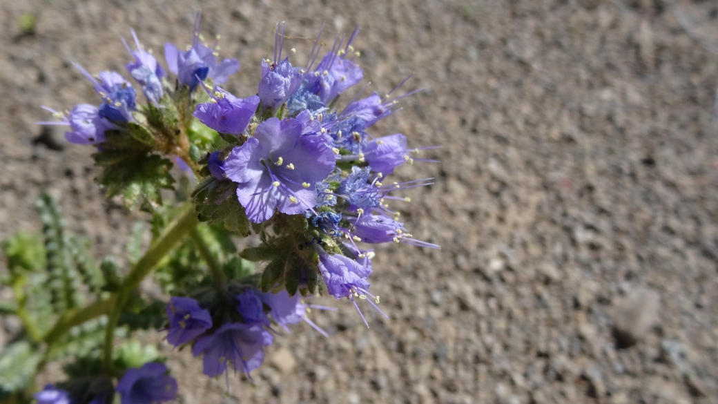 Notch-Leaved Phacelia Plant - Phacelia crenulata