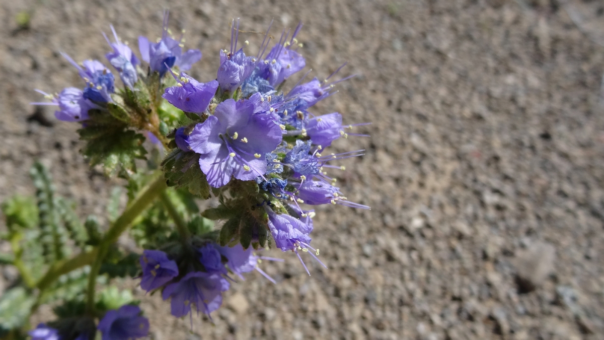 Notch-Leaved Phacelia Plant – Phacelia crenulata