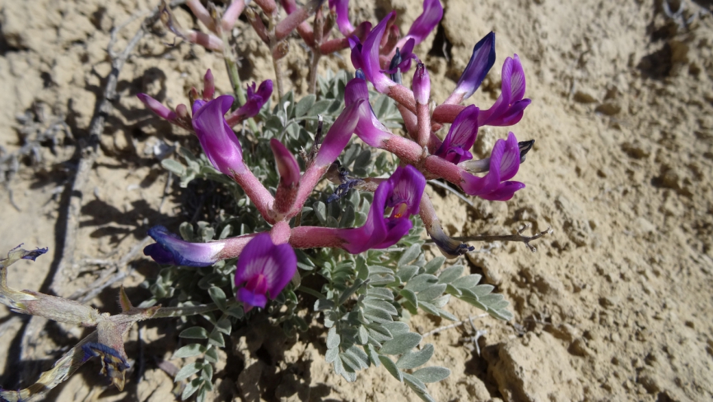 Short's Milkvetch - Astragalus Shortianus