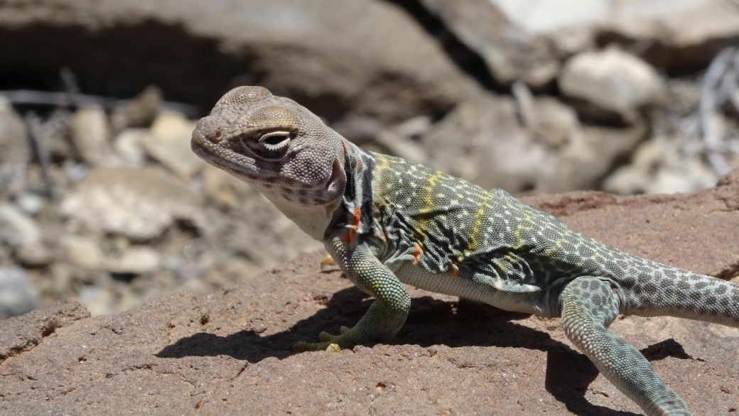 Eastern Collared Lizard (female) - Crotaphytus Collaris