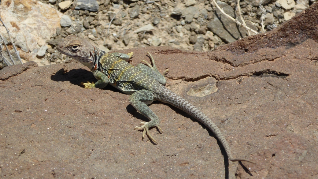 Eastern Collared Lizard (female) - Crotaphytus Collaris