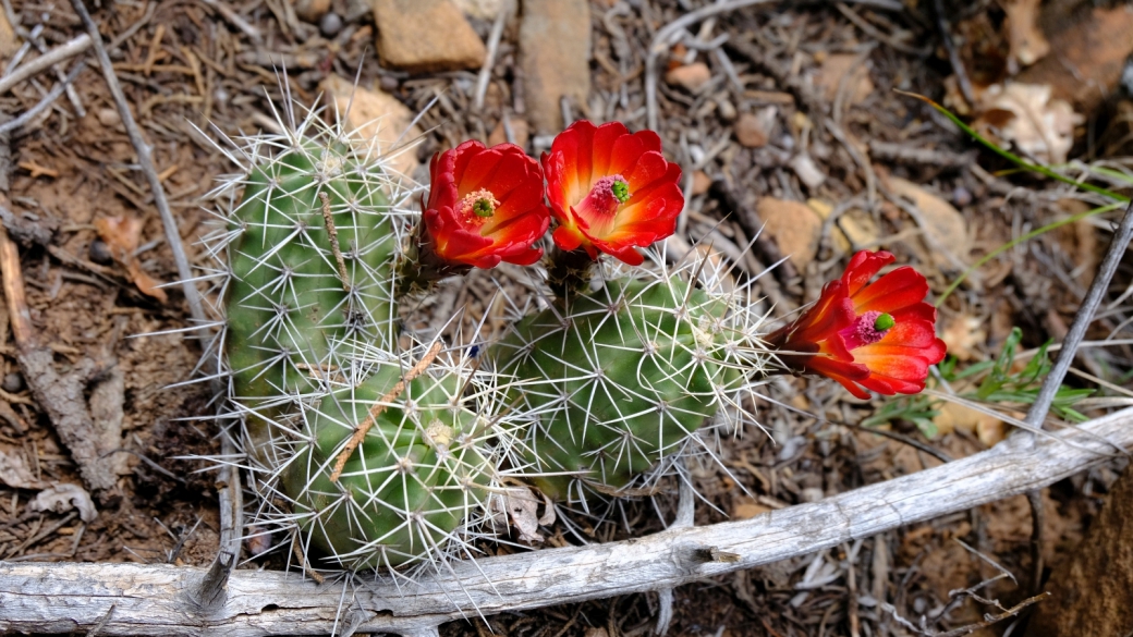 Claret Cup Cactus – Echinocereus Triglochidiatus
