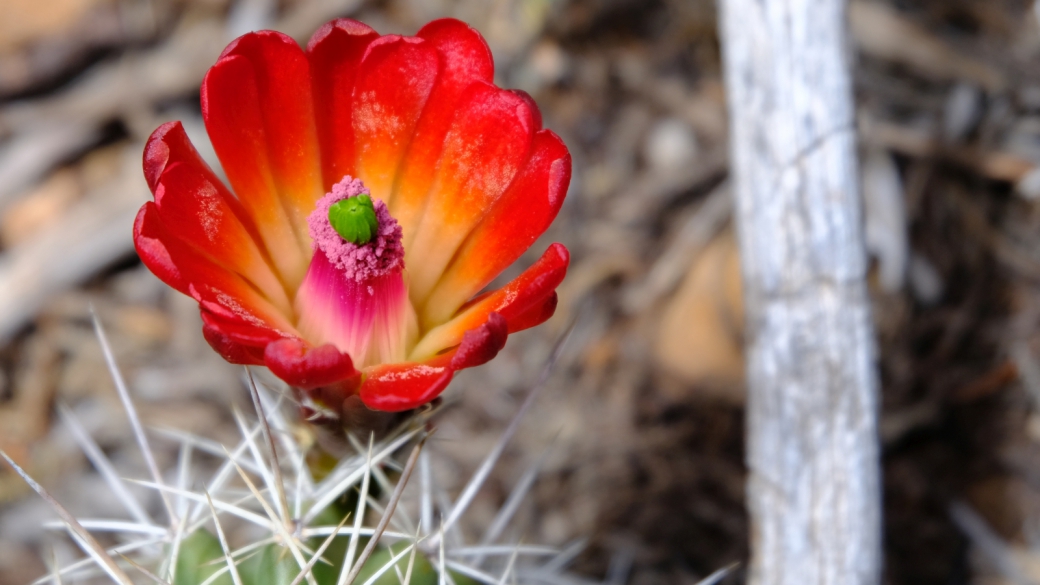 Claret Cup Cactus – Echinocereus Triglochidiatus