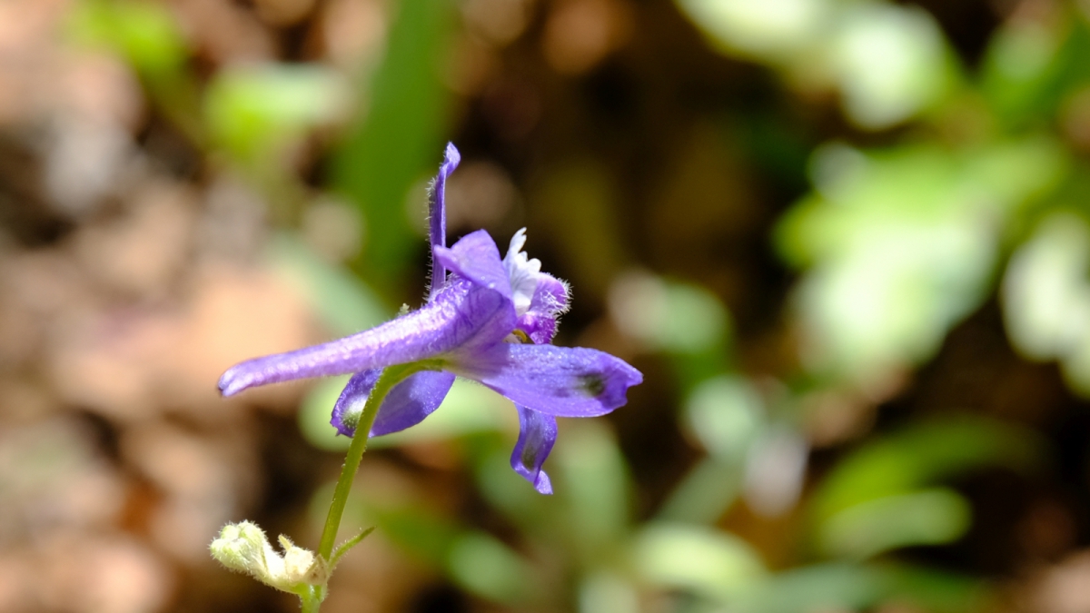 Prairie Larkspur – Delphinium Carolinianum