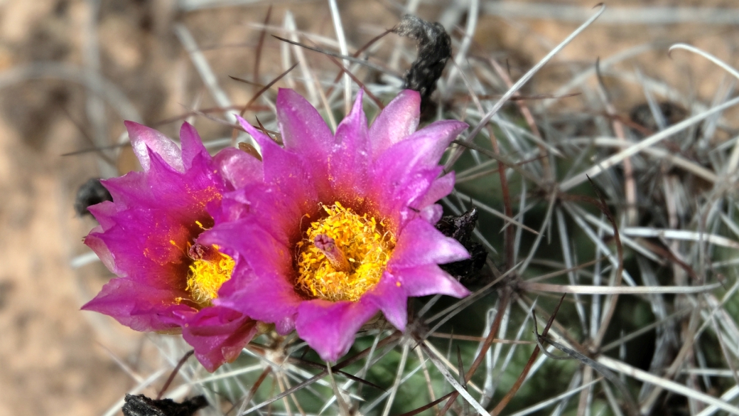 Fishhook Cactus – Sclerocactus Parviflorus