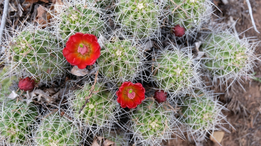 Claret Cup Cactus – Echinocereus Triglochidiatus