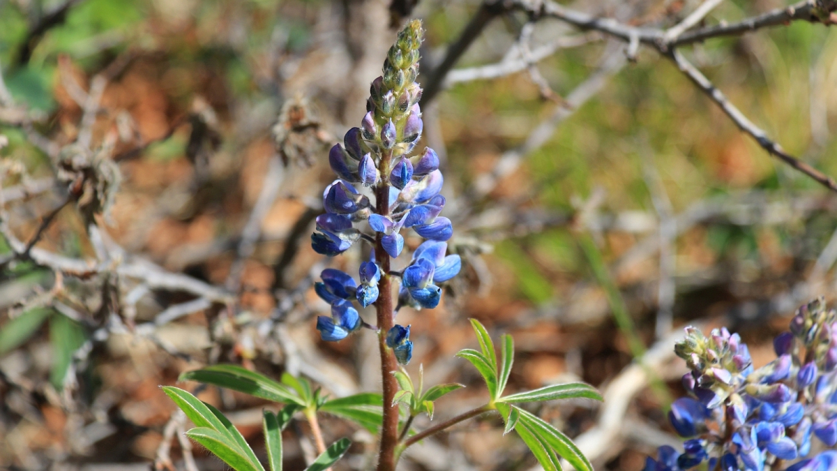 Desert Lupine – Lupinus  Aridus