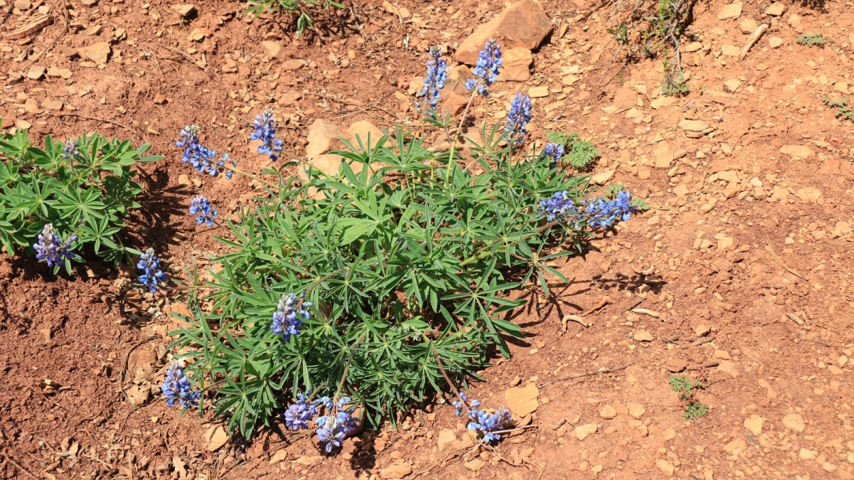 Desert Lupine – Lupinus  Aridus
