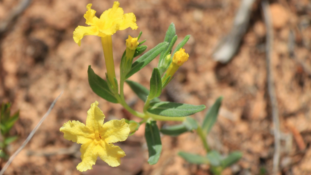 Showy Stoneseed - Lithospermum Incisum