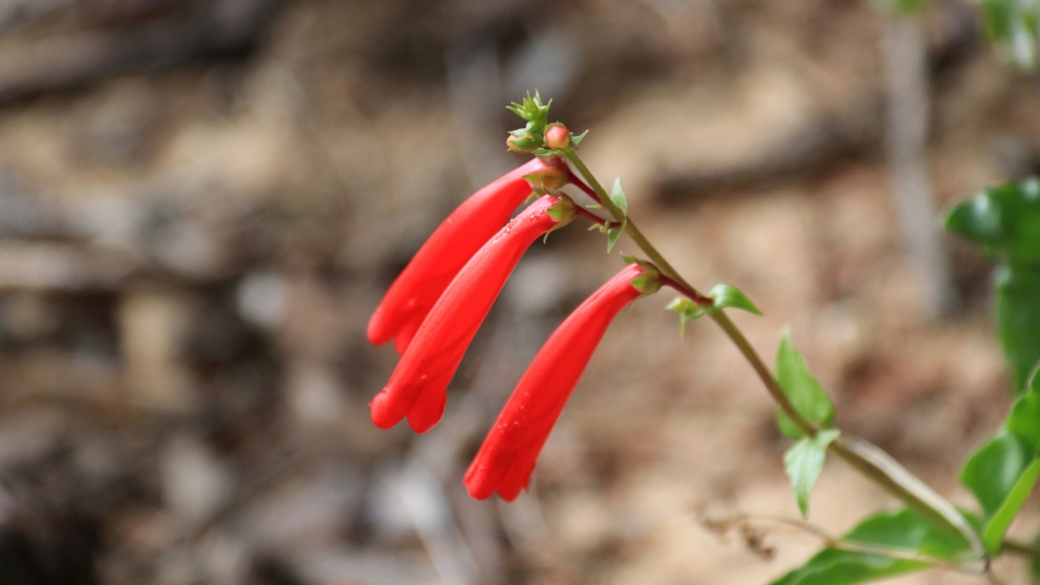 Eaton Penstemon - Scrophulariales Penstemon Eatonii