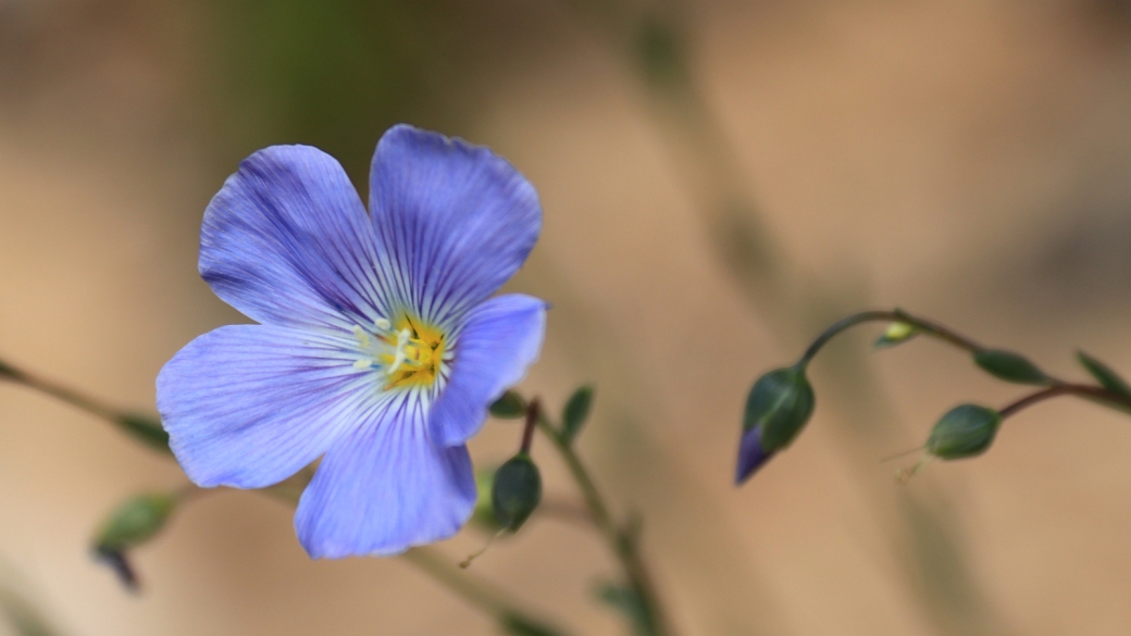 Wild Blue Flax - Linaceae (Flax) Linum Lewisii