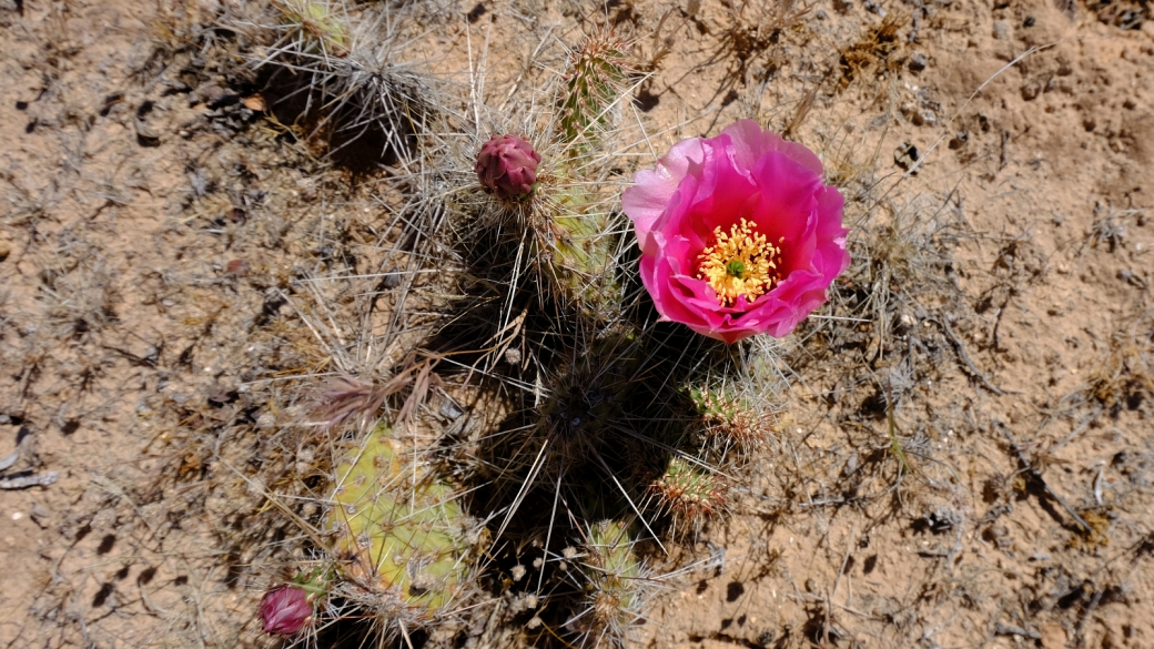 Beavertail Cactus - Opuntia Basilaris