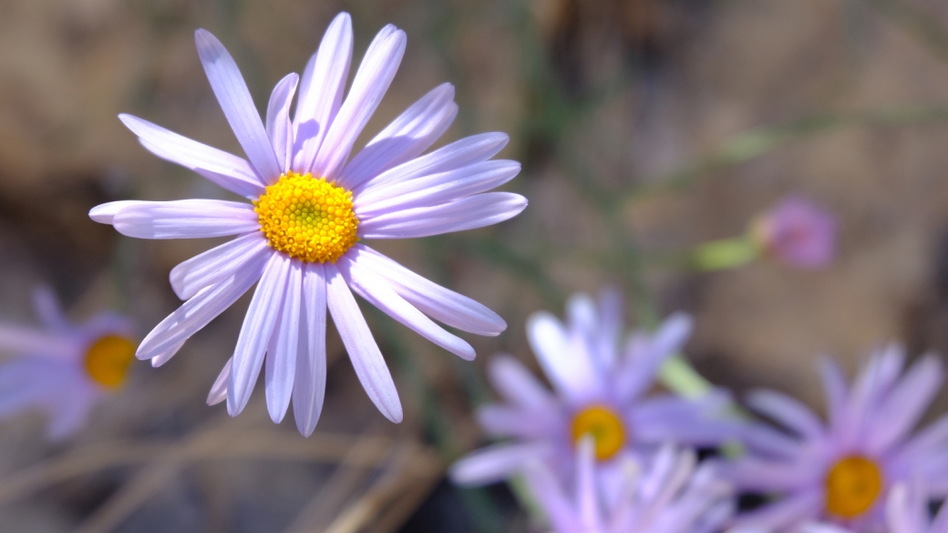 Mojave Woodyaster - Xylorhiza Tortifolia 