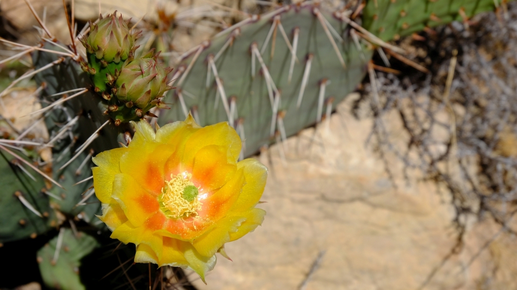 Plain Prickly Pear – Opuntia Polyacantha