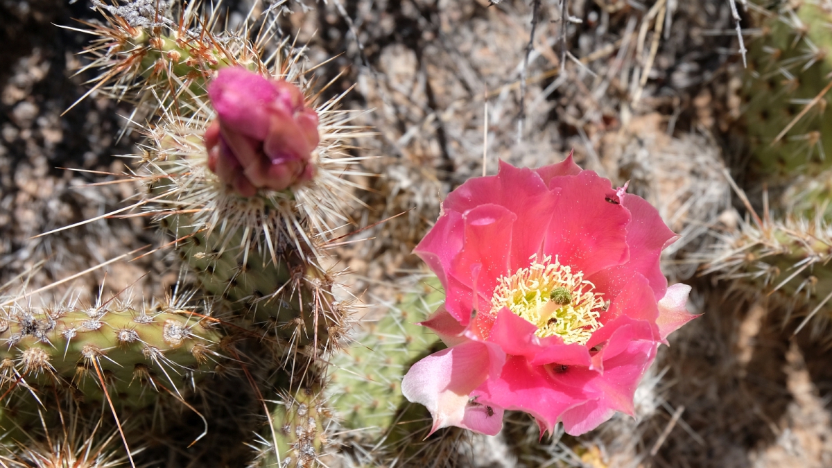 Beavertail Cactus – Opuntia Basilaris