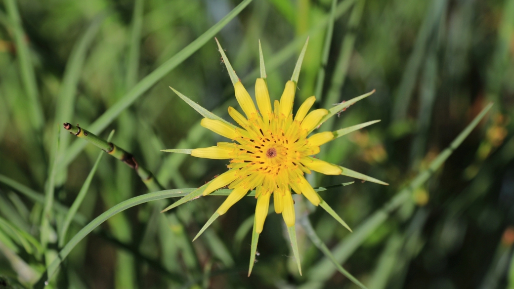 Western Salsify - Asteraceae Tragopogon Dubius