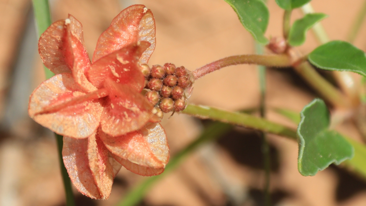 Winged Sandpuffs – Tripterocalyx Carneus