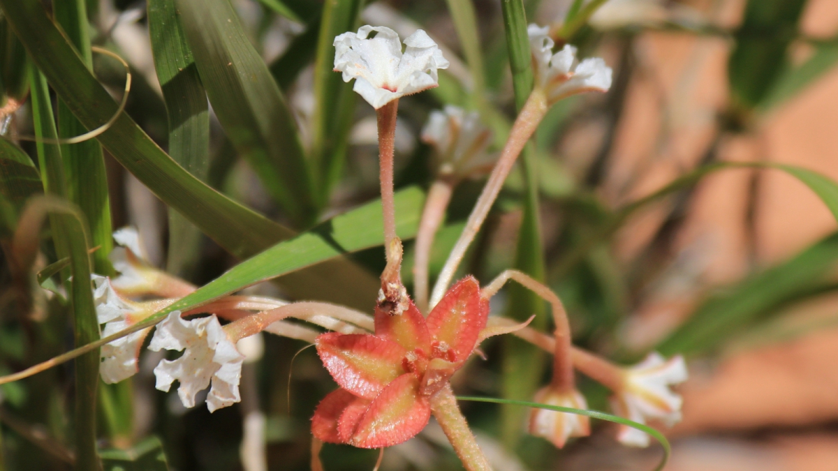 Winged Sandpuffs – Tripterocalyx Carneus